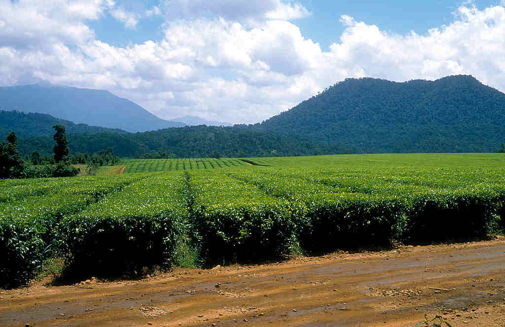 a tea plantation on the Atherton Tablelands