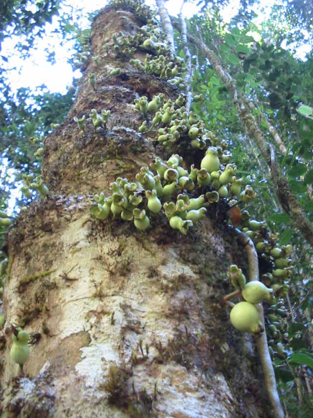 syzgium Cormiflora showing fruit on the trunk and branches