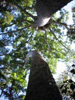 Kauri Pine trees more than one thousand years old